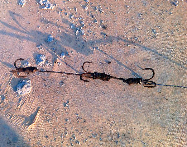 La taupe accrochée à un tel crochet est alors simplement extraite du trou, tirée par la ligne de pêche.