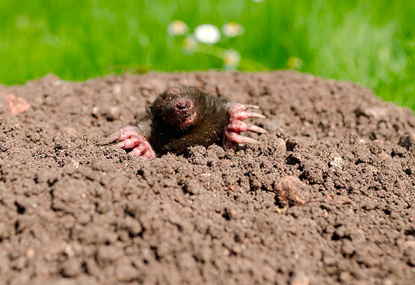 Une fois que tous les grains de beauté dans le jardin ont été attrapés, il est important de protéger le site contre la pénétration de nouveaux parasites.