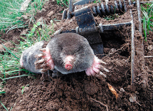 Malheureusement, dans la lutte contre les taupes, les jardiniers utilisent encore assez souvent divers pièges qui paralysent et tuent les animaux.