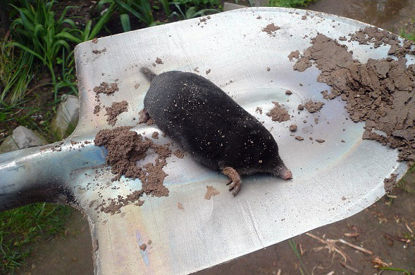 Avec une expérience appropriée, vous pouvez attraper une taupe dans le jardin avec une pelle régulière, en extirpant simplement l'animal du sol.