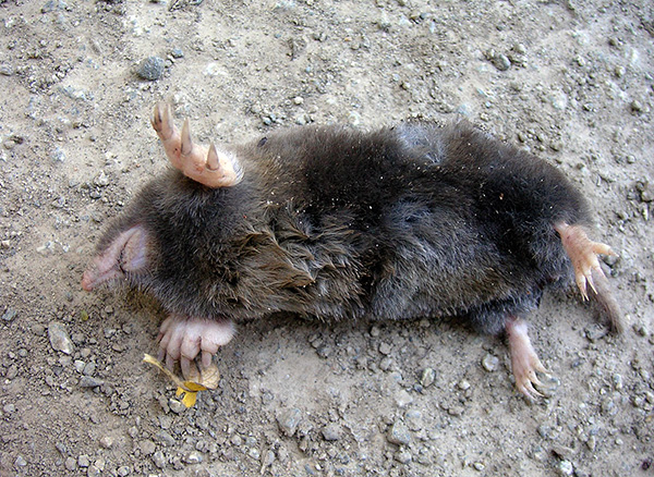 Il est plus facile pour de nombreux jardiniers de tuer une bête que de capturer une taupe vivante et de l'éloigner de son site.