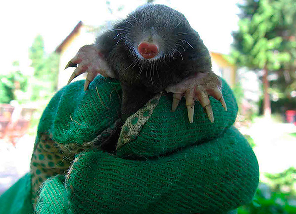 Même mal utilisé, même un maillage de haute qualité ne protège pas toujours le territoire des taupes.
