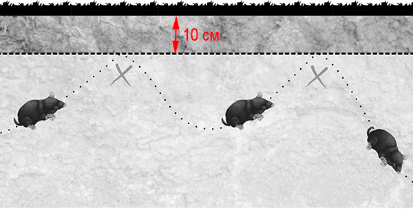 La photo montre le principe de fonctionnement du maillage anti-taupe, posé horizontalement sur le site.