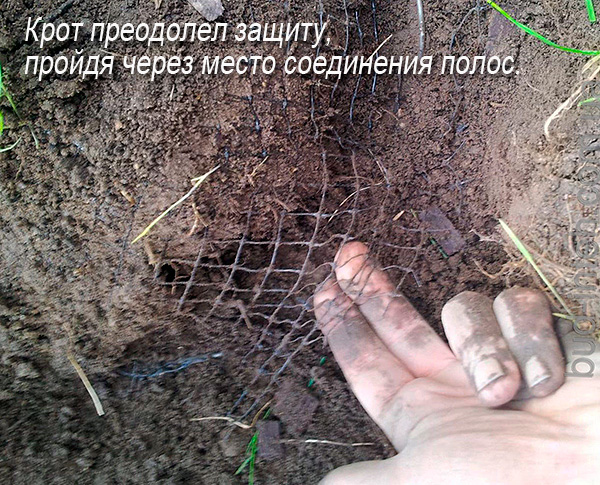 Parfois, les taupes rampent à la jonction des rayures du filet et il est très difficile de retrouver de telles zones endommagées.