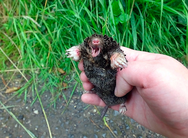 Parlons des outils populaires utilisés aujourd'hui pour protéger les chalets d'été des taupes ...