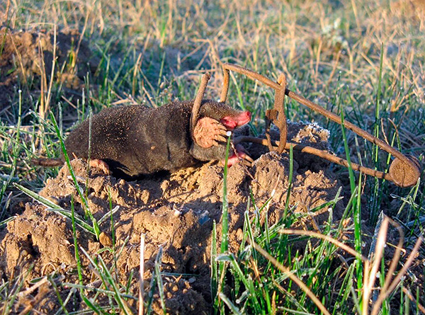 Et voici le résultat de l'utilisation d'une tête de taupe en fil métallique.