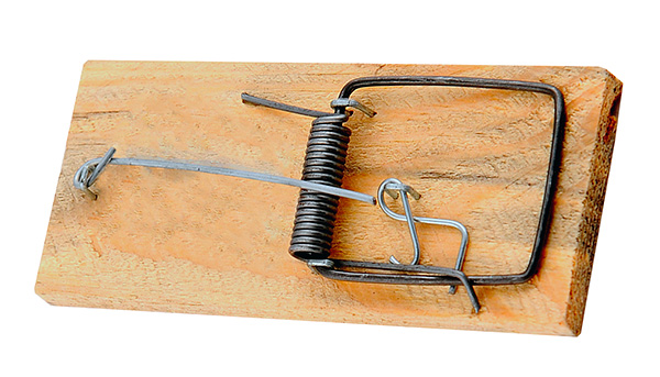 En fait, même les pièges à souris ordinaires sont également très efficaces pour attraper les taupes.