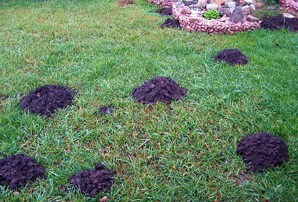 Lorsque les méthodes inefficaces de lutte contre les taupes ne fonctionnent pas, il est temps de passer à des moyens plus fiables, dont nous parlerons plus tard ...