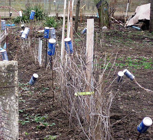 En appliquant certains remèdes contre les taupes, n'oubliez pas la beauté du site, afin de ne pas le transformer en décharge.