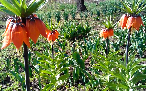 Bien que le tétras impérial ne sauve pas toujours des taupes, cependant, il est très beau dans le jardin.