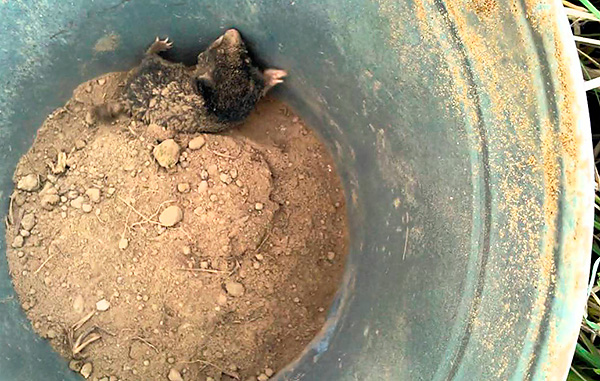 La beauté des pièges à taupes est qu'il est toujours clair si le ravageur est attrapé ou non ...