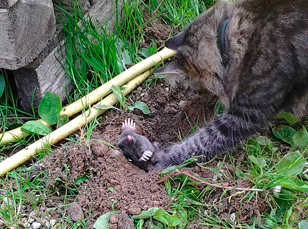 Certaines races de chats et de chiens sont très actifs dans la chasse aux taupes, mais ils creusent beaucoup eux-mêmes le sol.