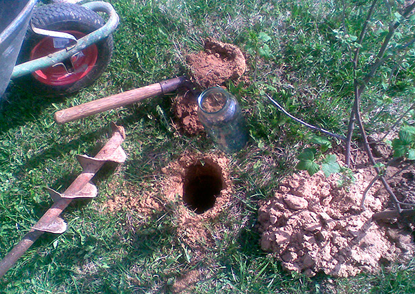 Il est tout à fait possible d'attraper une taupe dans un chalet d'été dans un bocal en verre ordinaire enfoui dans le sol.