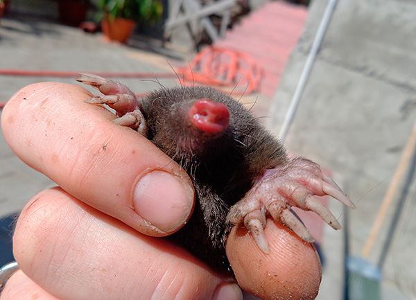 Si la taupe n'est pas libérée du piège à temps, il mourra de faim dans les 24 heures.