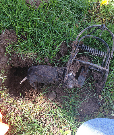 Malheureusement, de nombreux jardiniers utilisent divers pièges contre les taupes, ne pensant pas que c'est inhumain.