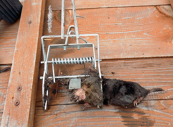 La photo montre le résultat du piège à plongeur.