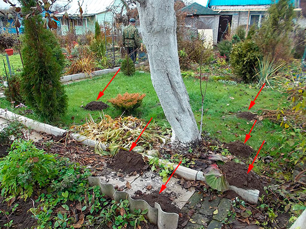 Essayons de déterminer quelles méthodes et quels moyens peuvent éliminer de manière fiable les taupes dans le jardin ...