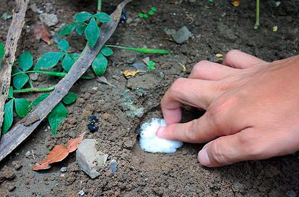 Souvent, la taupe réussit à effrayer diverses odeurs, bien que cela ne fonctionne pas toujours.