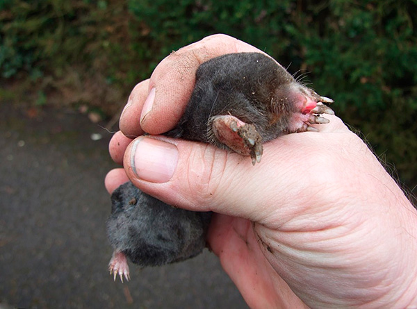 Piéger les taupes dans le jardin est considéré comme un moyen plus efficace d’y remédier que de les repousser.