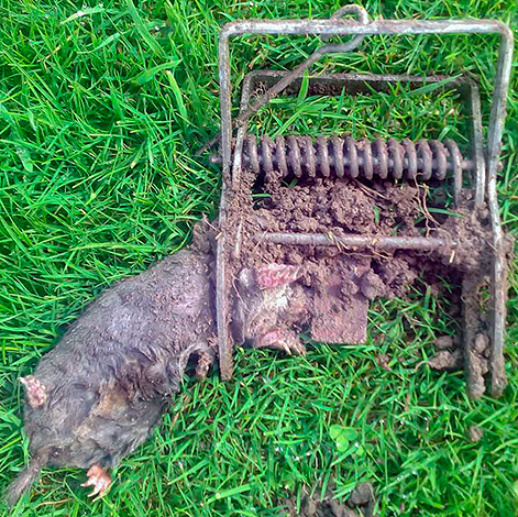 Malheureusement, de nombreux jardiniers préfèrent se débarrasser des taupes à l'aide de divers pièges ...