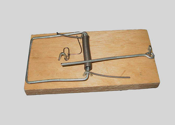 Les taupes peuvent également être attrapées avec des pièges à souris standard.