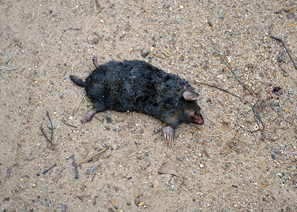 Bien que le poison pour rats aide à se débarrasser des taupes dans le jardin, son utilisation présente toutefois un risque d'empoisonnement pour les animaux domestiques.