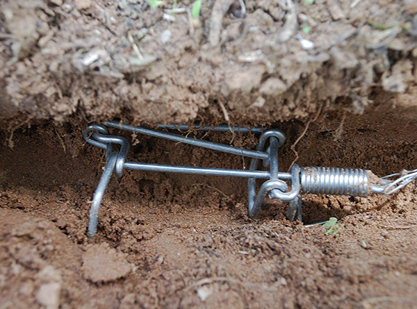 Les taupes sont souvent capturées à l’aide de divers pièges et de pièges vivants (la photo montre un exemple de piège à taupe en fil métallique).