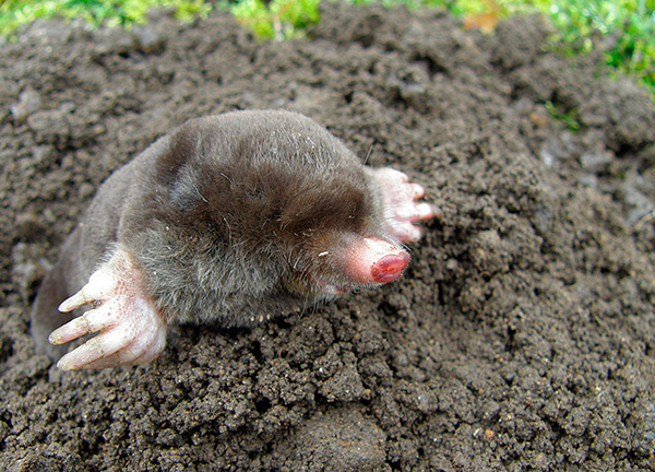 Dans la plupart des cas, avant d’utiliser des pièges, il est utile de commencer par effrayer le parasite du jardin.