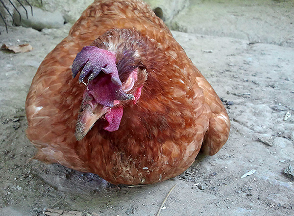Léthargie, dépression, refus de manger et décoloration de la coquille Saint-Jacques sont les principaux symptômes de l’empoisonnement des poulets avec du poison pour rat.