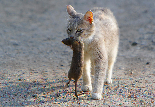 Souvent, un piège à chat vous permet de vous débarrasser des rats à l'intérieur (y compris dans le poulailler) sans aucun effort supplémentaire.