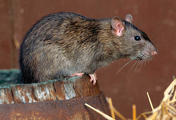 Les remèdes populaires, en règle générale, ne donnent pas de résultats significatifs dans la lutte contre les rats.