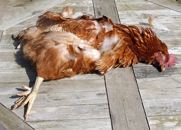 Il est important de garder à l'esprit que les pièges à rats et les poisons peuvent être dangereux non seulement pour les rats, mais aussi pour les poules elles-mêmes.