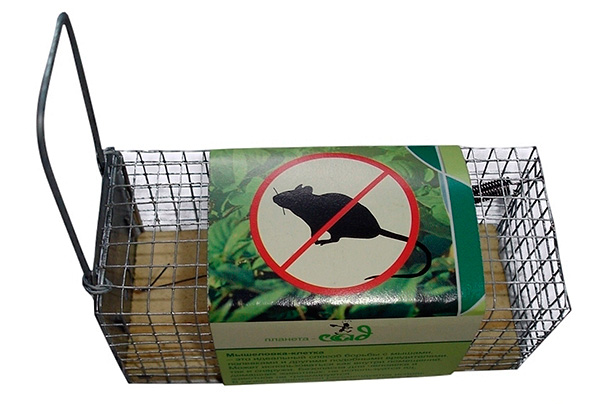 Zhivolovka est une option sûre pour attraper des rats sur des poulets. Cependant, lors de son utilisation, vous devez toujours vous demander quoi faire avec les rongeurs capturés.