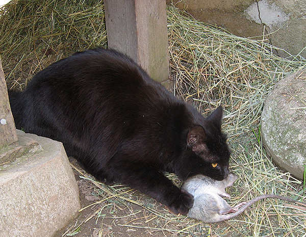 Dans la plupart des cas, un piège à chat vous permet d'oublier le problème de l'invasion de souris et de rats sans aucun effort humain.