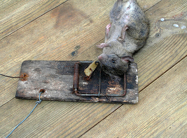 Vous pouvez également tirer parti des pièges à souris éprouvés par le temps (piège à écraser).