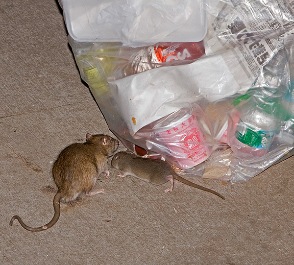 Dans certains cas, un répulsif contre les tornades à ultrasons peut en effet se révéler un moyen inefficace, et les rats ne réagiront en aucune manière.