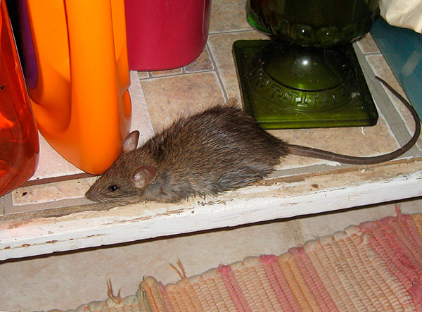 Pour éliminer la dépendance des ultrasons aux rats et aux souris, les fabricants de répulsifs ont accru leur efficacité en introduisant un mode de changement de fréquence automatique.