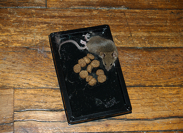 Les pièges à colle doivent être inspectés régulièrement pour détecter la présence d'animaux capturés et, si nécessaire, remplacés par de nouveaux.