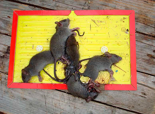 Les souris étant des animaux beaucoup moins prudents que les rats, plusieurs individus tombent souvent dans le même piège à la fois.