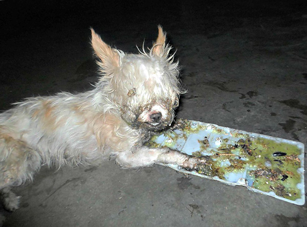 L'utilisation de pièges à colle de rats et de souris dans une maison avec des enfants et des animaux domestiques peut poser de nombreux problèmes.