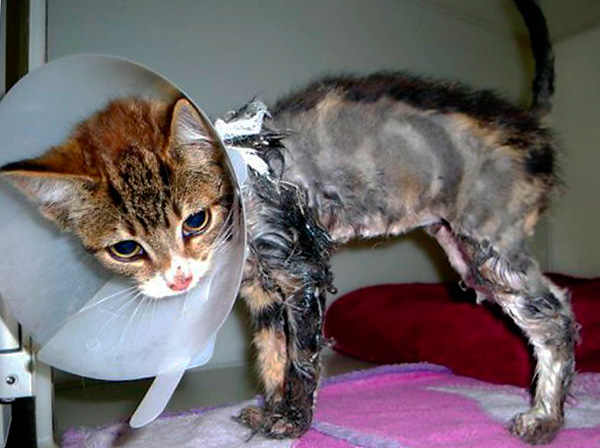 Si la colle touche les poils de votre animal, dans la plupart des cas, il ne reste plus qu’à la couper.