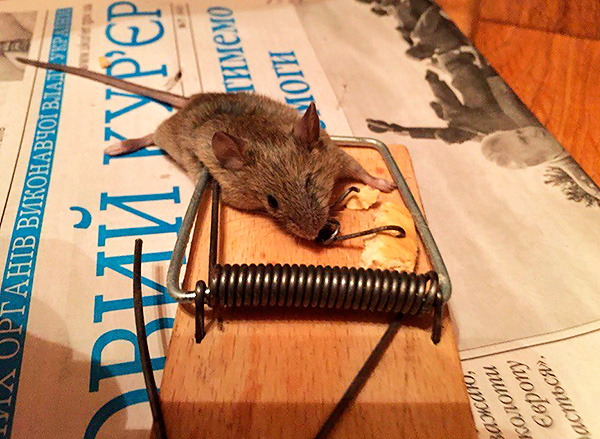 Les pièges à souris sont faciles à utiliser, peu coûteux et peuvent combattre efficacement les rongeurs.