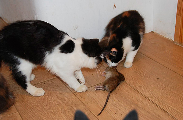 Les pièges à chats vous permettent généralement de vous débarrasser des rongeurs de manière fiable et d'oublier ce problème pendant longtemps.