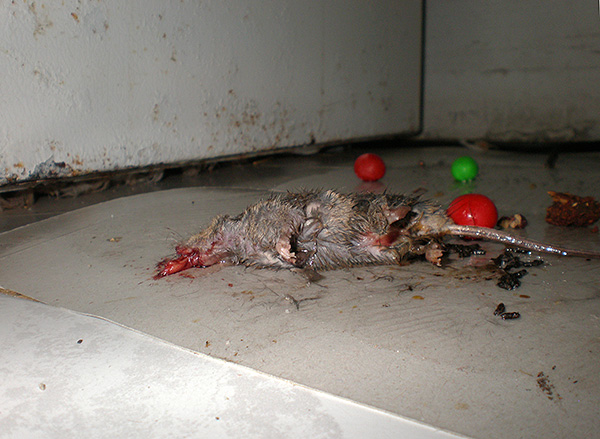 L'un des inconvénients importants de la colle de rats et de souris est que l'utilisation de cet outil est inhumaine par rapport aux rongeurs.