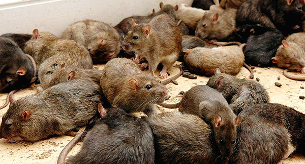 Les rats n'ont pas de chef de file prononcé dans la meute, il n'y a que quelques individus plus forts qui sont principalement impliqués dans la reproduction.