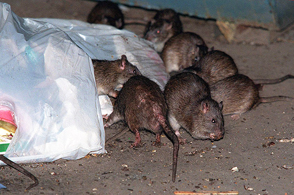 Rencontrer le roi des rats au Moyen Âge était considéré comme un mauvais signe, porteur de malheur et de maladie.