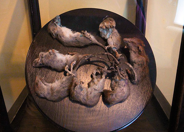 Un spécimen bien conservé du roi des rats, composé de 7 animaux (exposés dans l'un des musées).