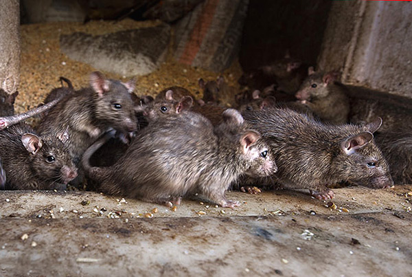 L'une des causes possibles du tissage de la queue de rat est l'exposition constante à la boue.
