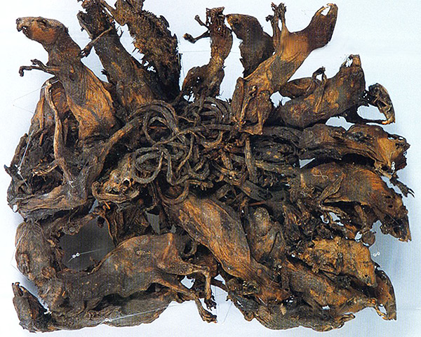 Le plus grand des rois de rats connus, composé de 32 rats, se trouve au Musée de la nature naturelle Mauritianum (Altenburg, Allemagne).