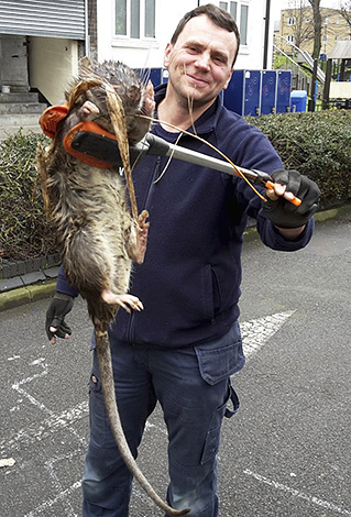 Un ingénieur londonien a découvert un rat géant pesant environ 11 kg.